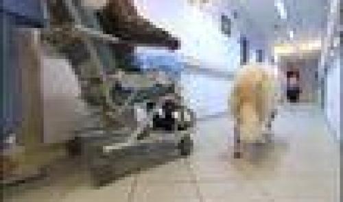 Waremme : deux chiens à l'hôpital 
